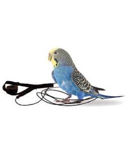 The Aviator Parrot Harness - Mini - 4 Colours